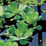 watersla-pistia-stratiotes-drijfplant-1-0_300x300